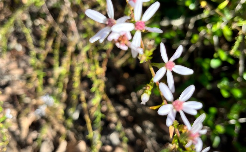 new year, new&nbsp;day